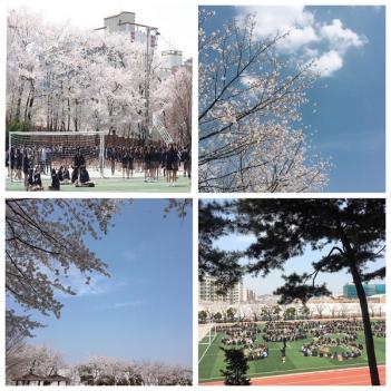 Cherry Blossom Festival 2018 ÷���̹���