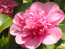 Camellia Flower picture