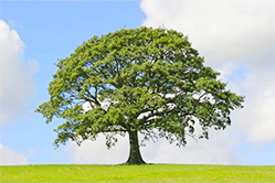 Zelkova Tree imgage